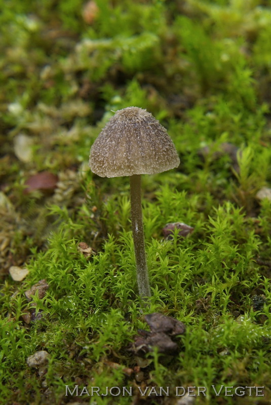 Entoloma pilosum - Entoloma pilosum